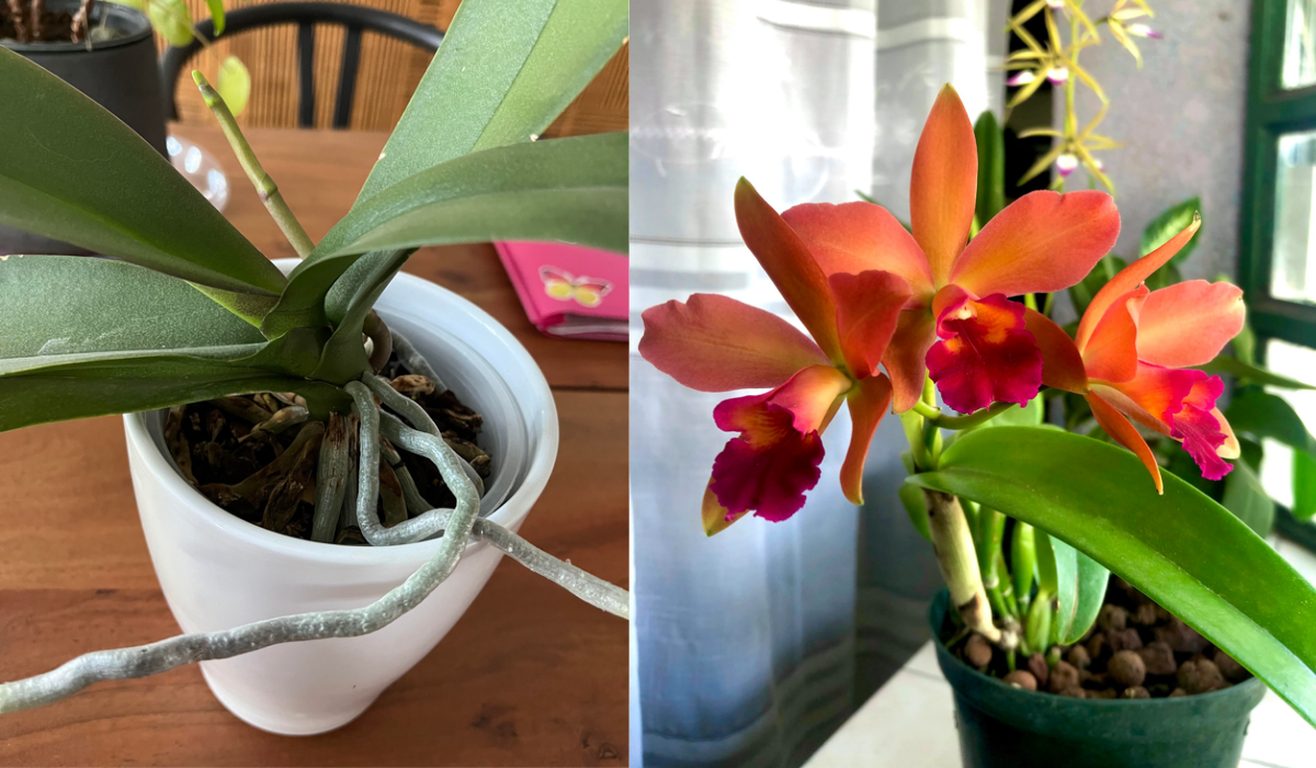 1How to Take Care of an Orchid Plant
