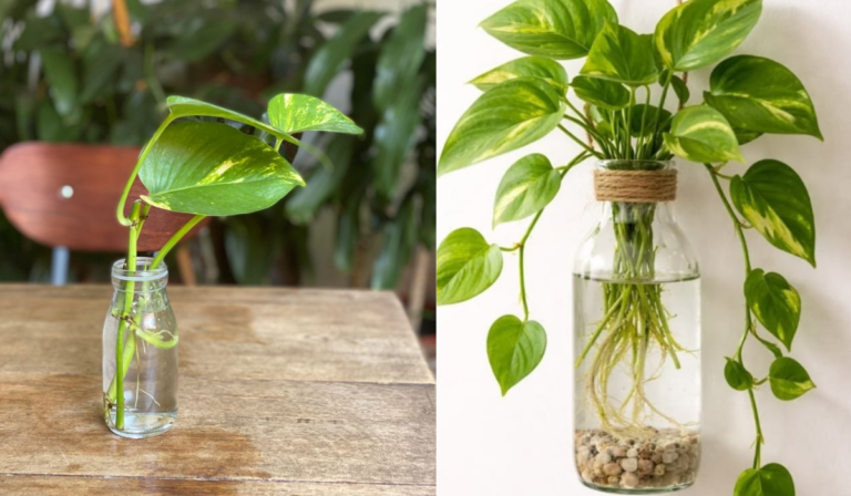 Money plant care guide