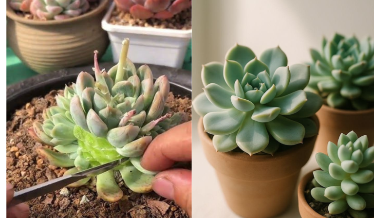 How to take care of succulent plant