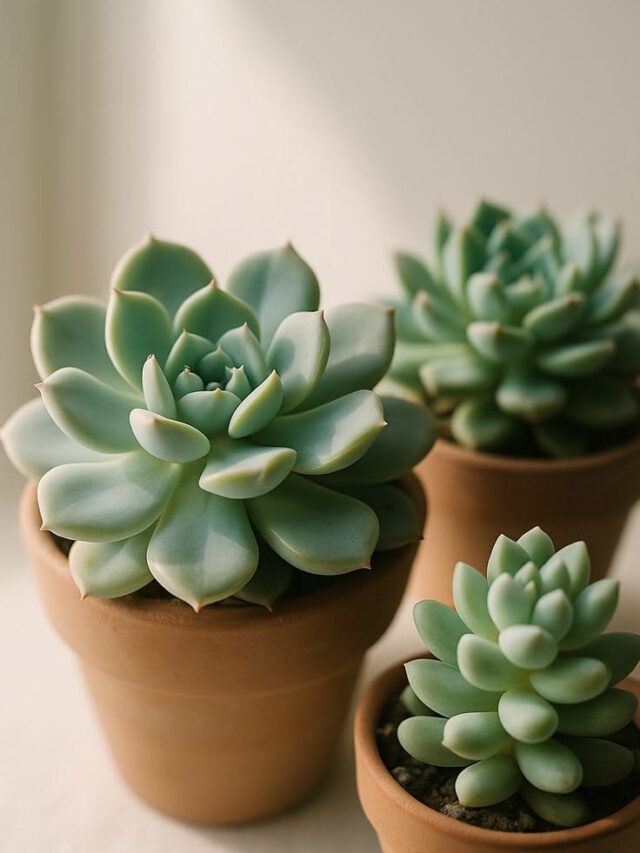 Succulent Plant Care Tips