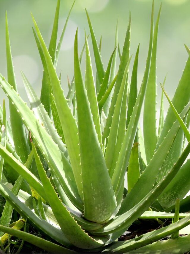 How To Grow Aloe Vera As A Houseplant - The Incredible Plant That Heals!