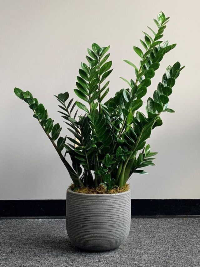 How To Make ZZ Plants Grow Faster
