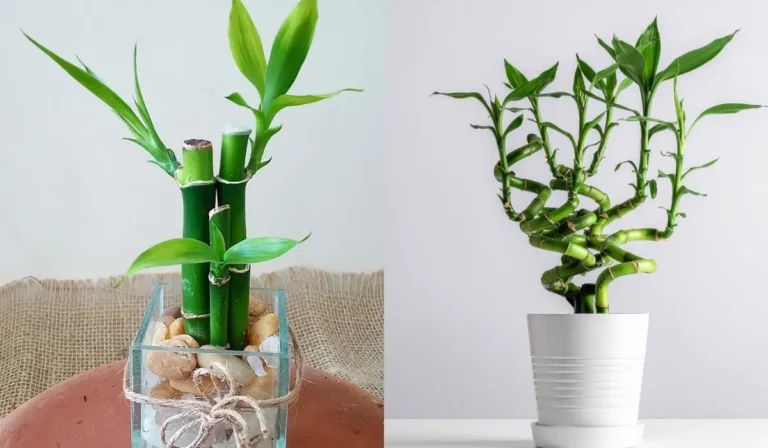 How to Grow Lucky Bamboo at Home