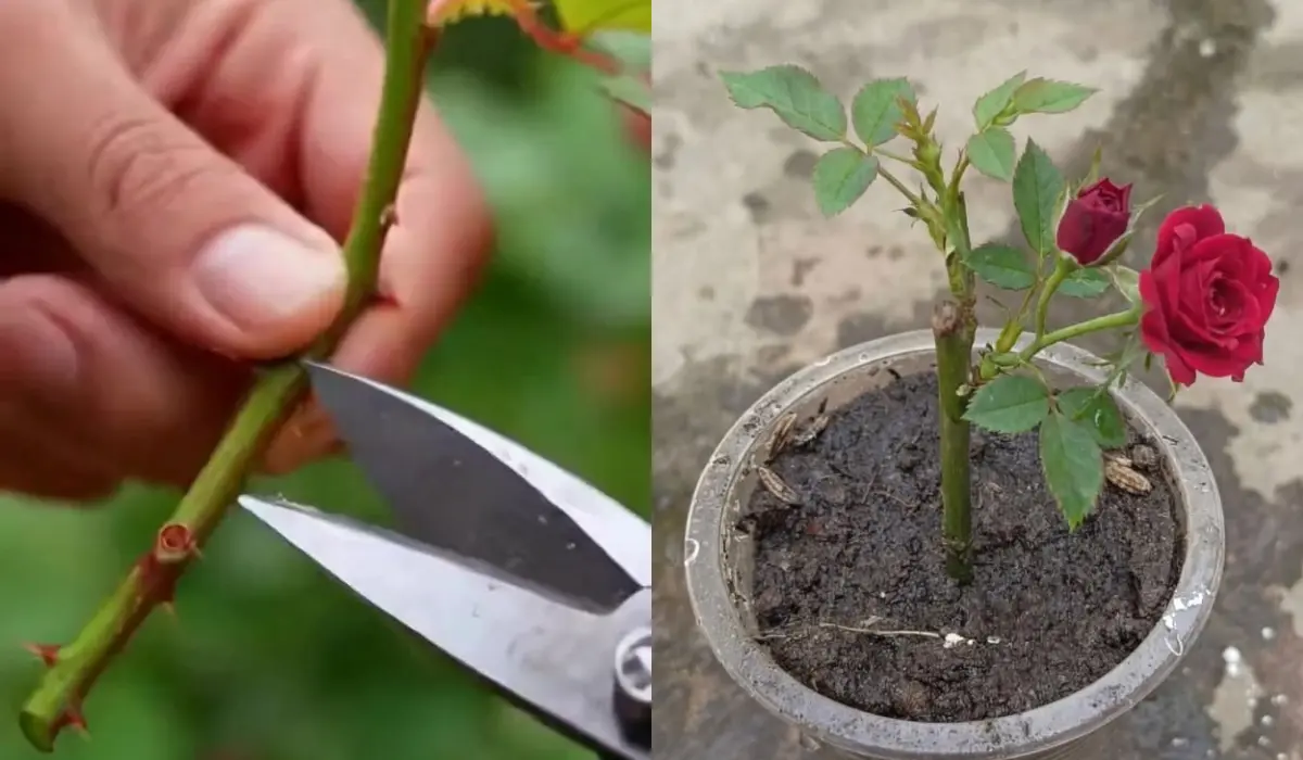 How to Grow Rose Plant from Stem