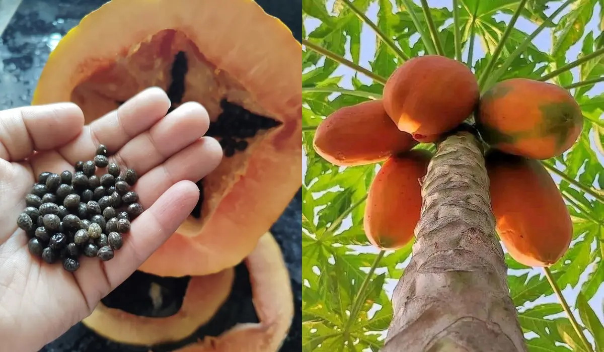 How to Grow Papaya from Seed to Fruit