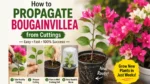 How to Propagate Bougainvillea from Cuttings: A Simple Step-by-Step Guide