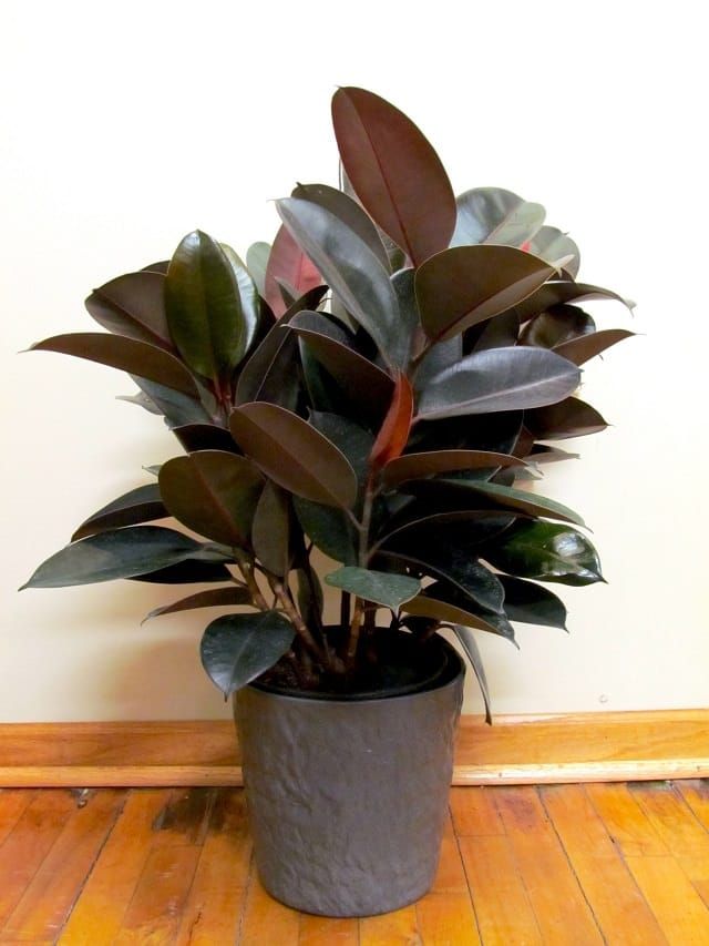 24 Gorgeous Purple Houseplants