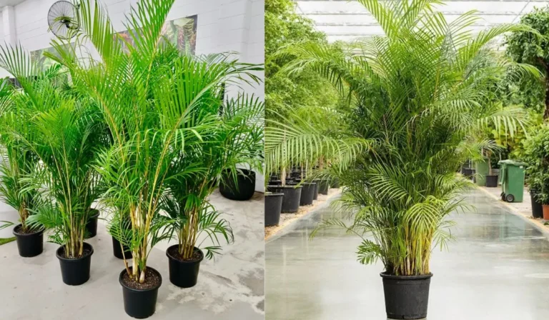 areca palm plant care