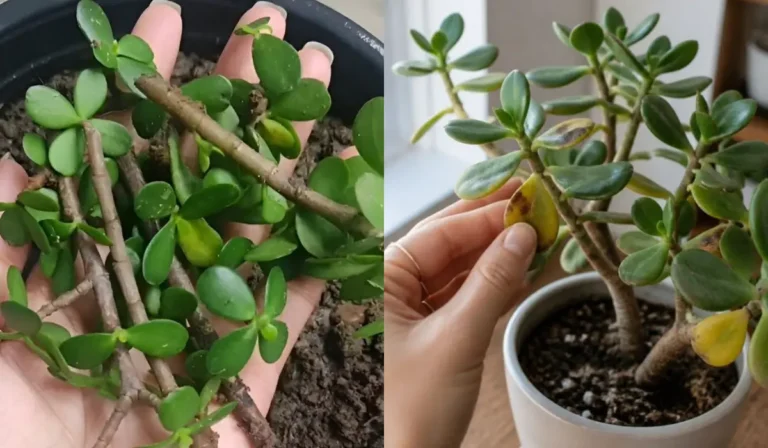 How to Propagate Jade Plant From Stem
