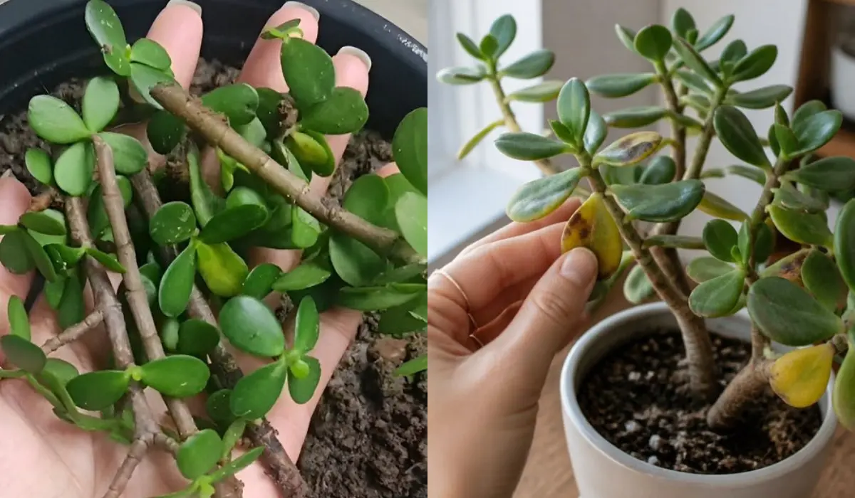 How to Propagate Jade Plant From Stem