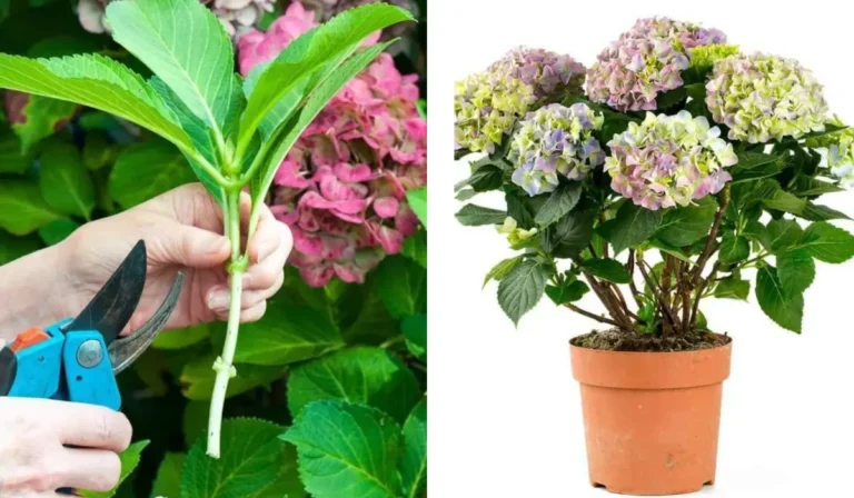 How to Propagate Hydrangeas From Cuttings