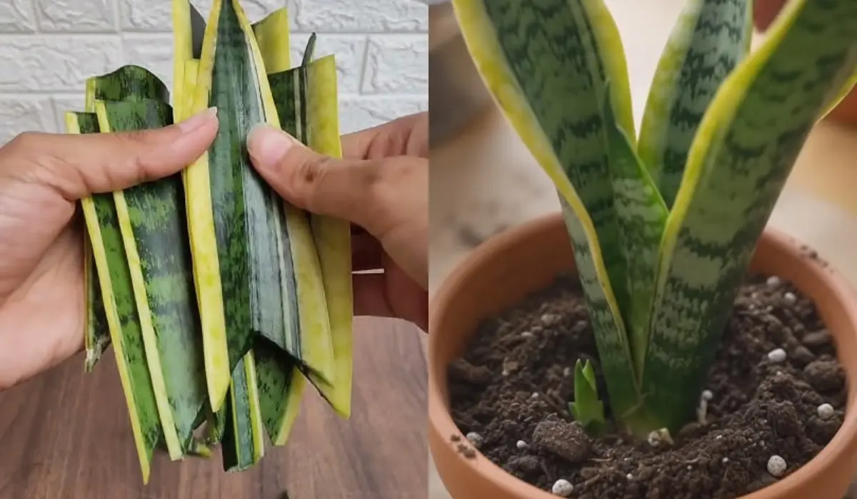 How to Grow Snake Plant from Leaf