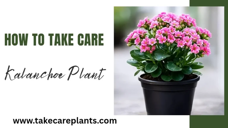 How to Take Care of a Kalanchoe Plant