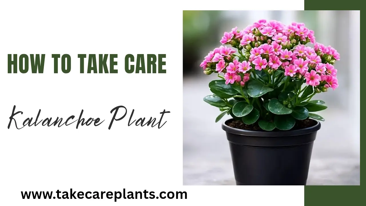 How to Take Care of a Kalanchoe Plant