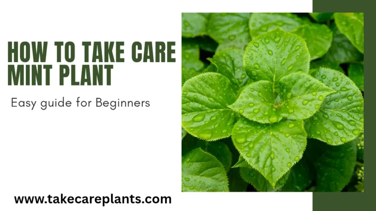 How to take care of mint plant