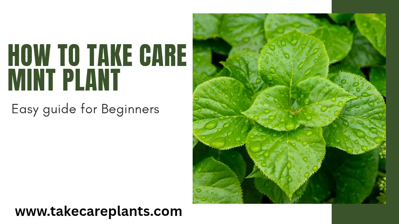 How to take care of mint plant