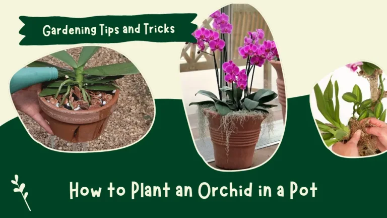 How to Plant an Orchid in a Pot