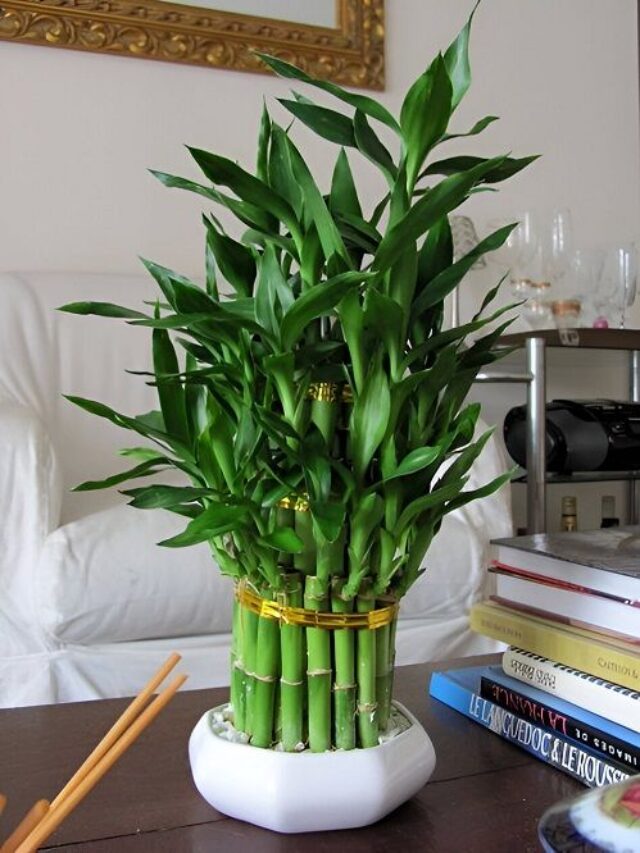 8 Succulents for Good Luck That Invite Prosperity and Happiness!