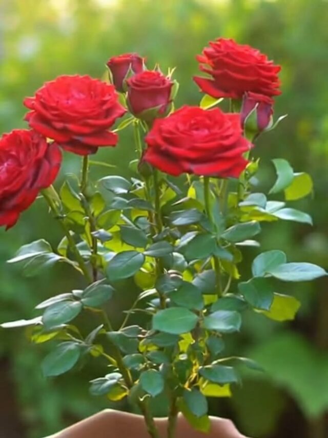 961K views · 20K reactions _ This simple trick changes a bare branch into real rose roots _ Plants and gardens tips _ Facebook