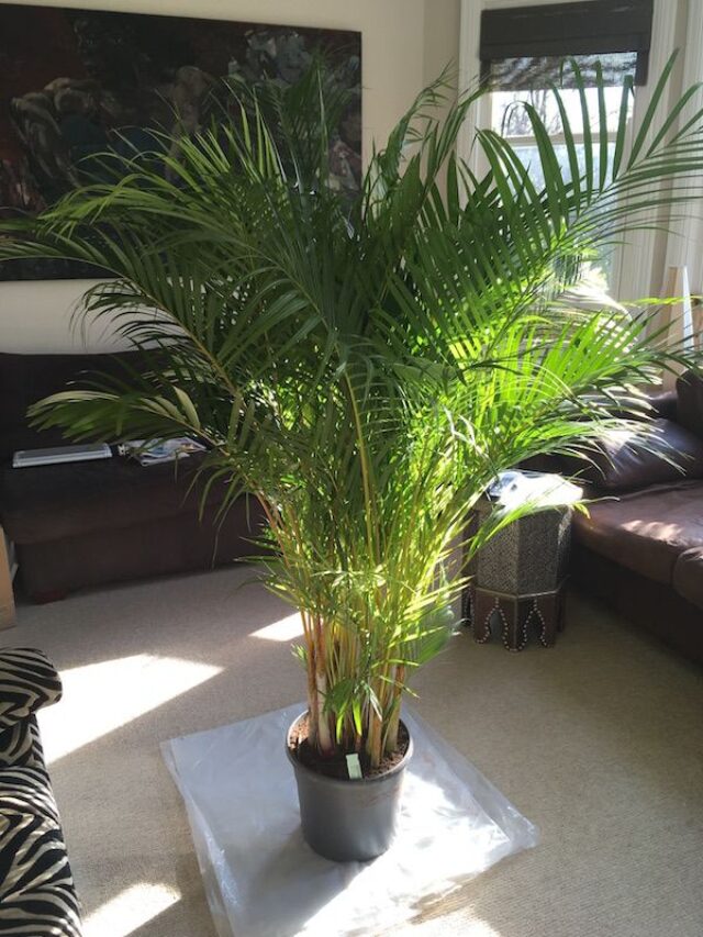 Areca Palm - Expert Assesment Please