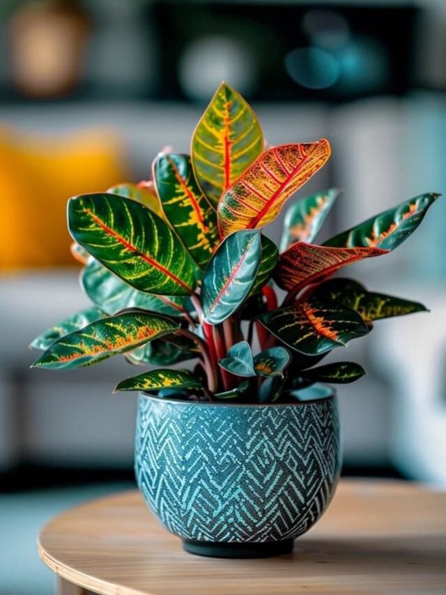 How To Prune Croton_ Encouraging Healthy Growth