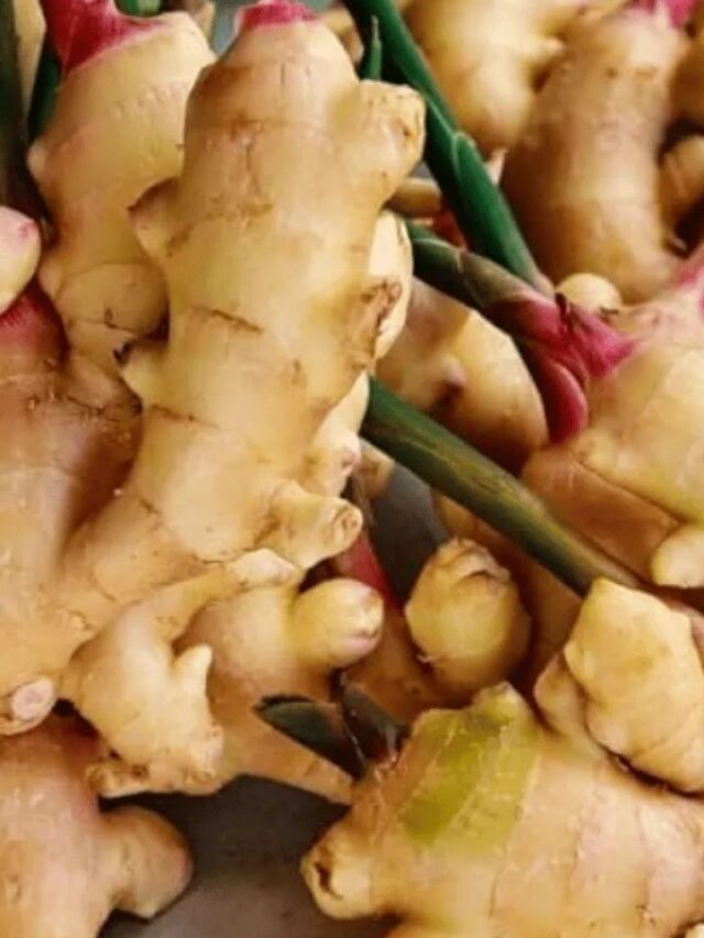 How to Grow Ginger at Home Without Seeds – A Simple Guide