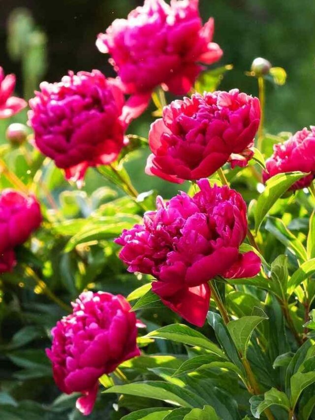 How to Grow and Care for Peonies to Ensure Beautiful Blooms Year After Year
