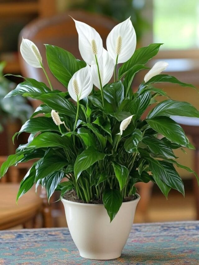 Peace Lily (Spathiphyllum)