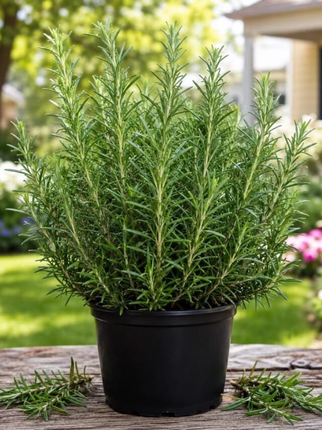 Rosemary Live Plant in 4 Inch Pot, Fragrant Herb Starter for Garden, Patio Containers and Indoor Growing