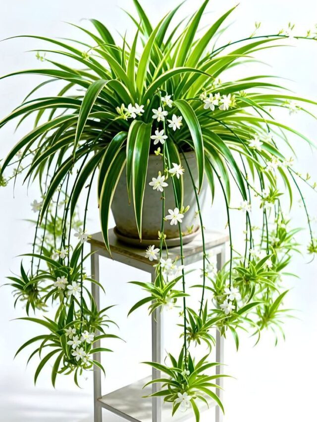 Spider Plant Babies Growing Too Slowly_ 10 Easy Fixes for Fast Growth