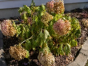 Hydrangea Plant Heatwave Care