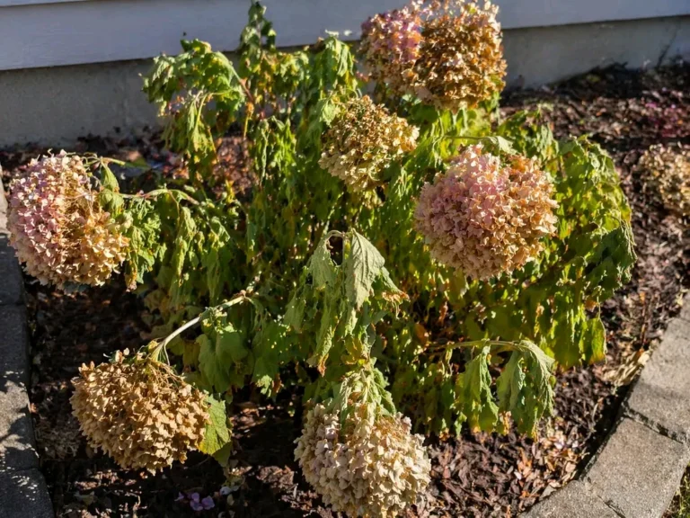 Hydrangea Plant Heatwave Care