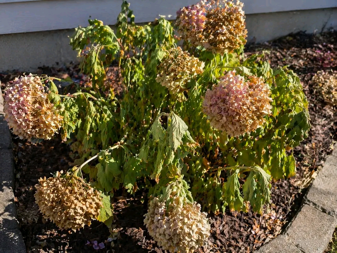 Hydrangea Plant Heatwave Care