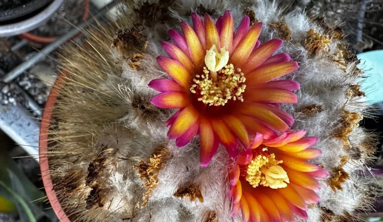 Parodia Cactus