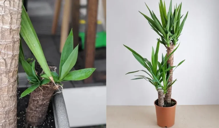 Yucca plant care