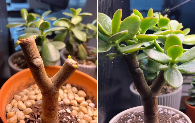How to Prune a Jade Plant