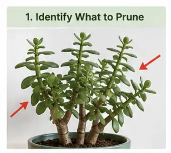 how to prune a jade plant with pictures