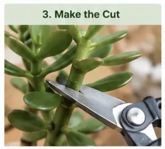 how to prune a jade plant with pictures
