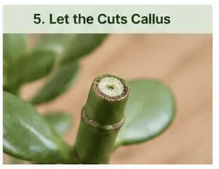 how to prune a jade plant with pictures