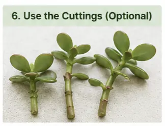 how to prune a jade plant with pictures