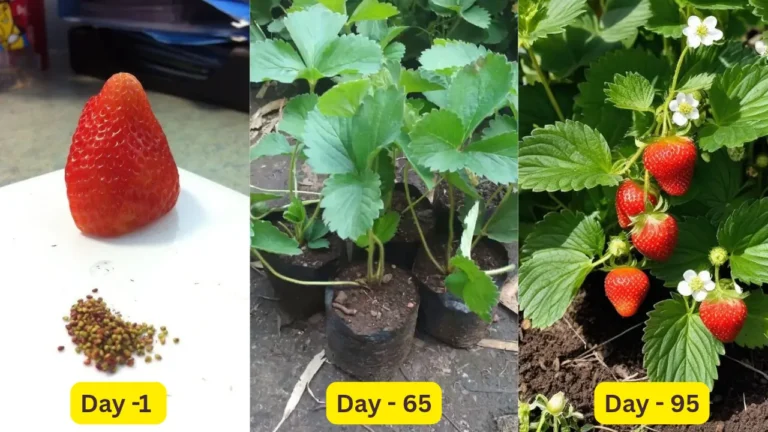 How to Grow Strawberries from Seed at Home