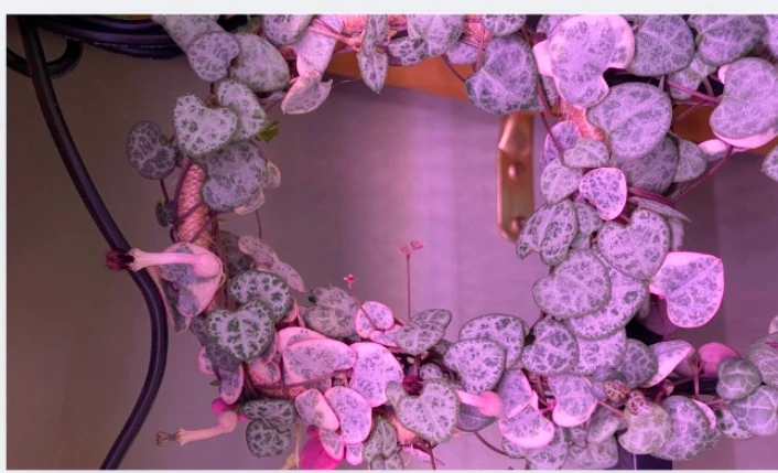 String of Hearts care
