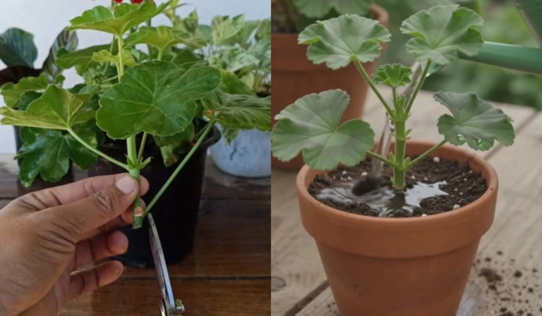 How to Propagate Geraniums from Cuttings