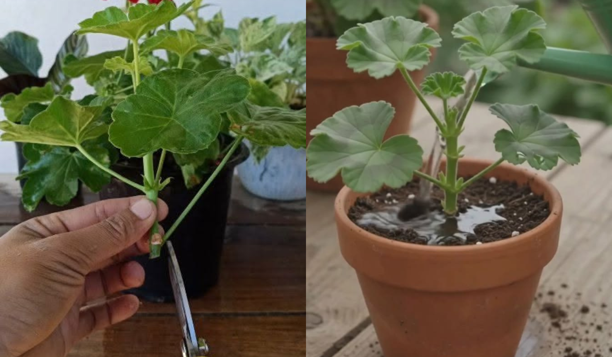 How to Propagate Geraniums from Cuttings