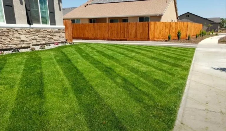 Can You Plant Grass Seed in the Summer