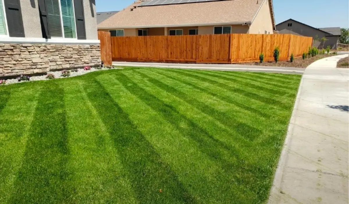 Can You Plant Grass Seed in the Summer