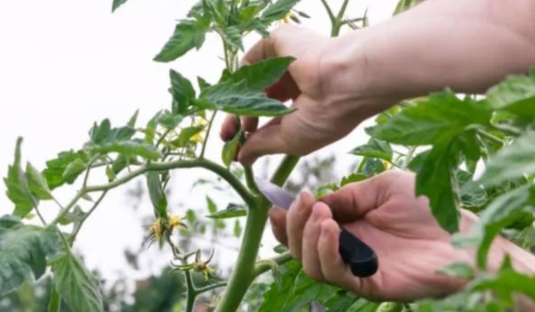 How to Prune Tomato Plants