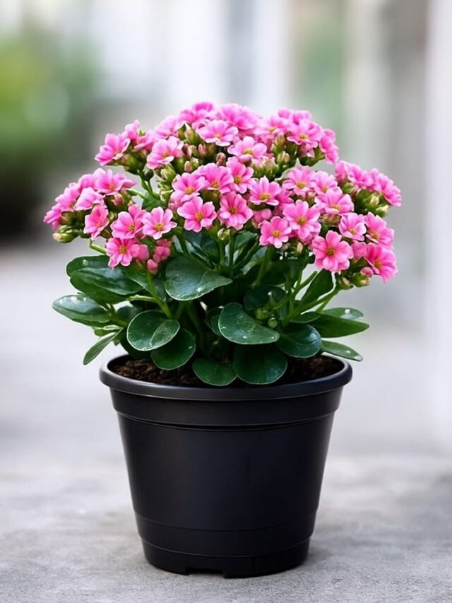 Live Kalanchoe Blossfeldiana Plant