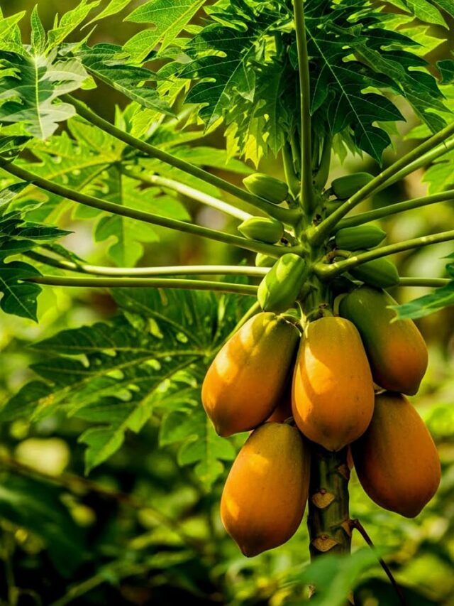 Papaya